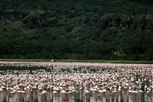 lake Nakuru